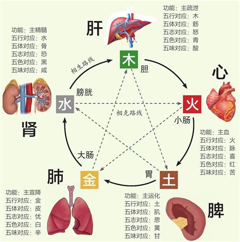 五行 五脏|中医基础丨五行与五脏